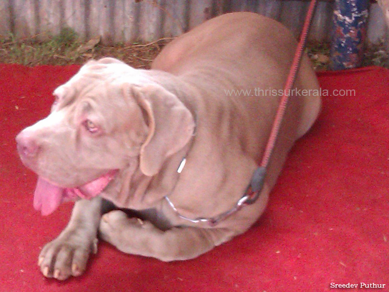 Neopolitian Mastiff 2 copy